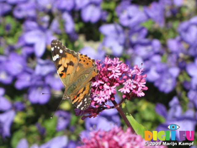 SX06386 Painted lady butterfly (Cynthia cardui) on pink flower Red Valerian (Centranthus ruber)